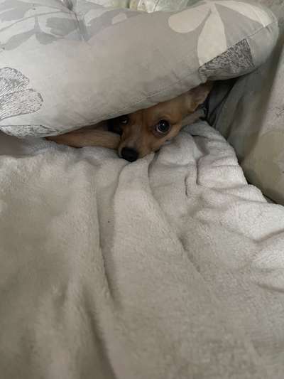 Dogorama Photo Challenge- Höhlen/Tunnel-Beitrag-Bild