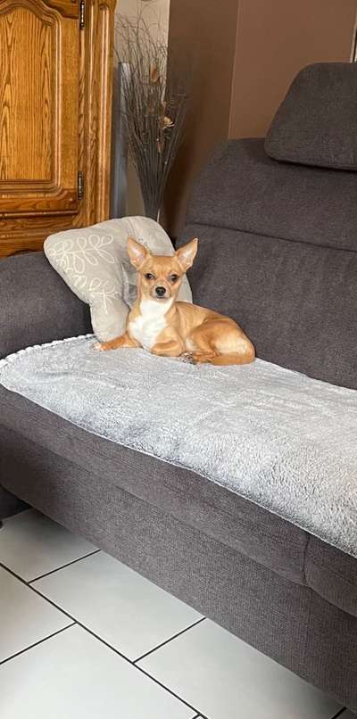 Wo sind die Chihuahua Besitzer ?-Beitrag-Bild