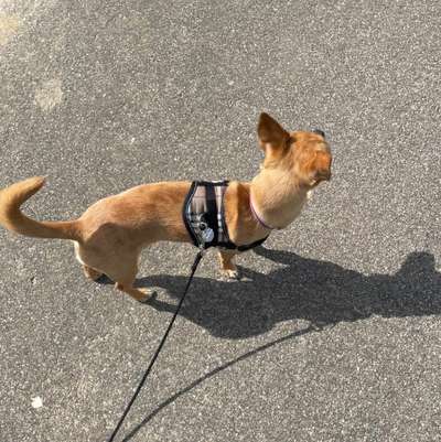 43. Collage Challenge - Schattenspiele-Beitrag-Bild