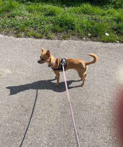 43. Collage Challenge - Schattenspiele-Beitrag-Bild