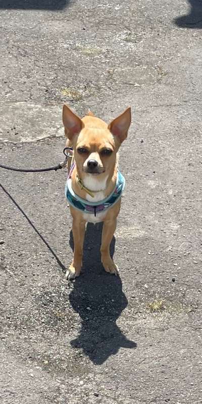 43. Collage Challenge - Schattenspiele-Beitrag-Bild