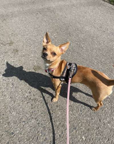 43. Collage Challenge - Schattenspiele-Beitrag-Bild