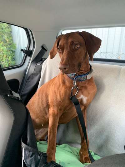 Rhodesian Ridgeback-Beitrag-Bild