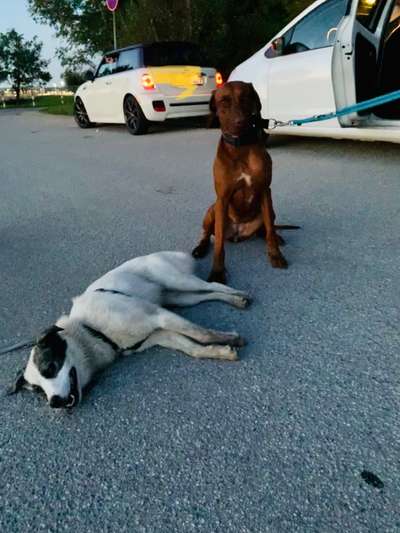 Rhodesian Ridgeback-Beitrag-Bild