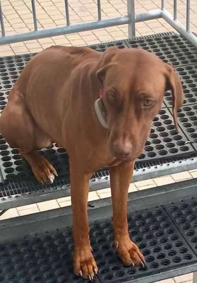 Rhodesian Ridgeback-Beitrag-Bild