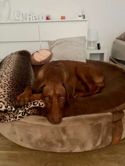 Rhodesian Ridgeback-Beitrag-Bild