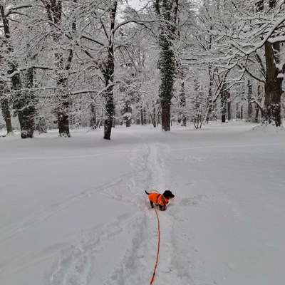 Hundetreffen-Gemeinsame Gassirunden mit Freilauf-Bild