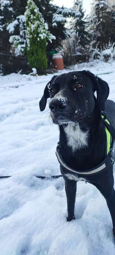 Dogorama Photo Challenge - Winterstimmung-Beitrag-Bild