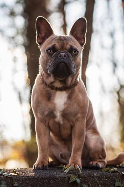 Französische Bulldoggen-Beitrag-Bild