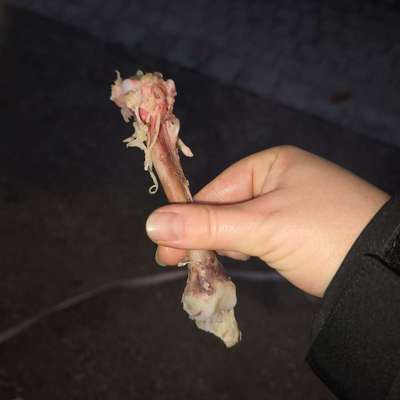 Giftköder-Knochen - möglicher Giftköder-Bild