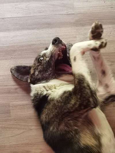 Lustigsten Grimassen von euren Hunden-Beitrag-Bild