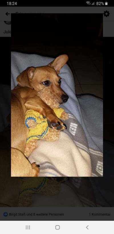 Zeigt mir die tollste Nahaufnahme von eurer Fellnase-Beitrag-Bild