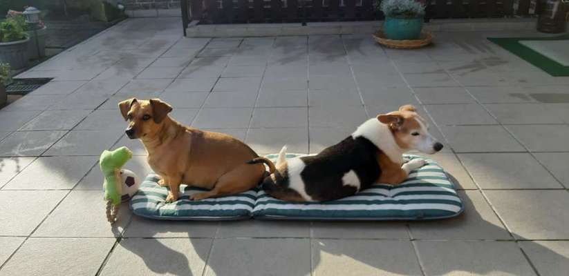 Dogorama Photo Challenge - Hundeblick zum hinschmelzen-Beitrag-Bild