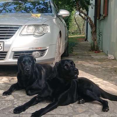 Hundetreffen-Labrador Freunde in der Umgebung?