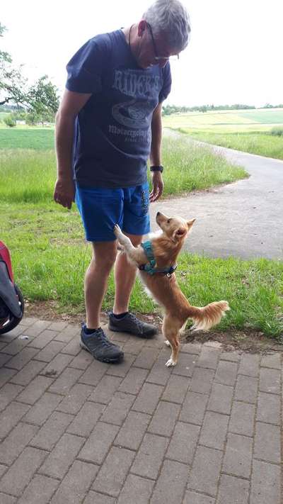 Auslandstierschutz-Beitrag-Bild