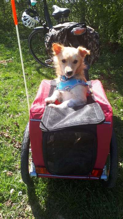 Radfahren mit Hund-Beitrag-Bild