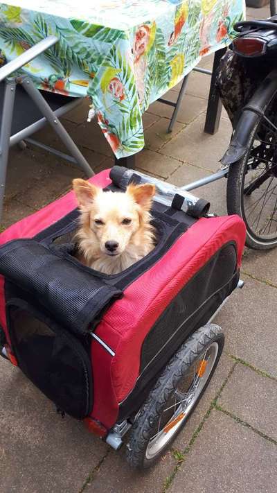 Radfahren mit Hund-Beitrag-Bild