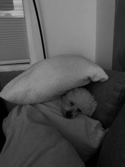 Wie heißt dein Hund?-Beitrag-Bild