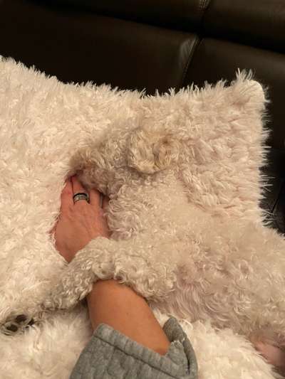 Postet das beste Foto von euren 4 beinern-Beitrag-Bild