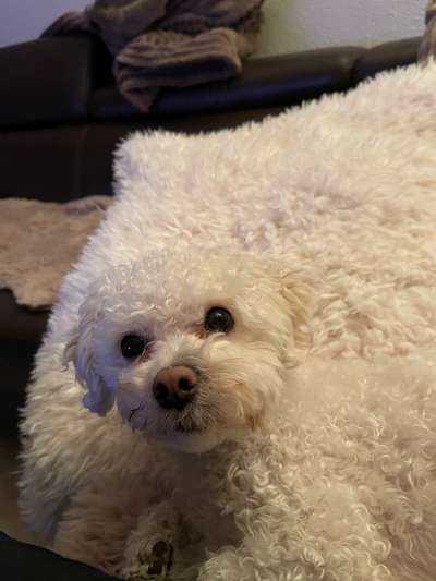 Postet das beste Foto von euren 4 beinern-Beitrag-Bild