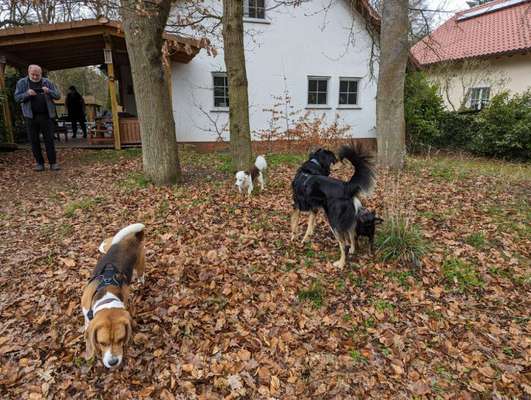 Hundetreffen-Ruhige Hunde gesucht um positive Hundebegegnungen zu sammeln-Bild