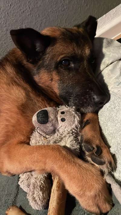 Deutsche Schäferhunde, Belgische Schäferhunde.-Beitrag-Bild