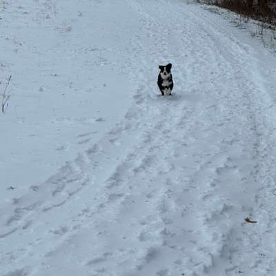 Hundetreffen-Gemeinsame Spaziergänge-Bild
