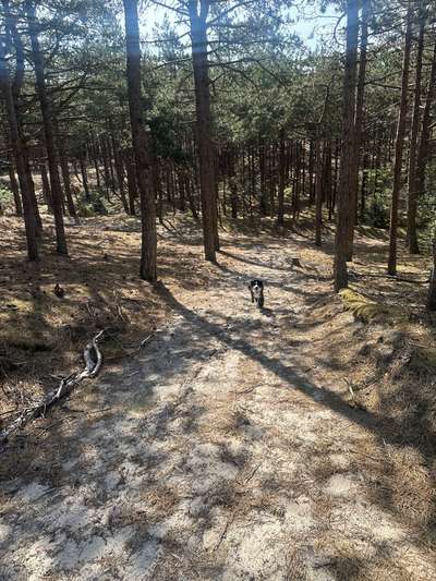 Hundetreffen-Gemeinsame Spaziergänge-Bild