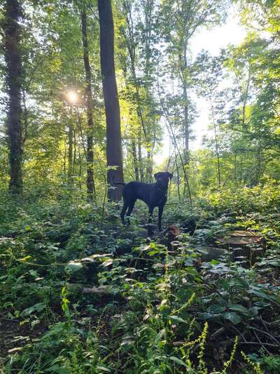 Foto -Challenge  Thema : Dein Hund Im Wald-Beitrag-Bild