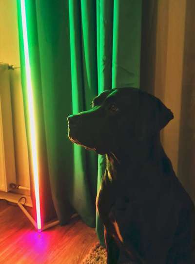 Dogorama Photo Challenge - Licht-Beitrag-Bild