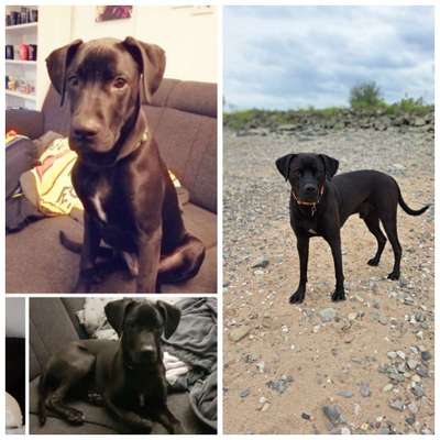 Welpen Bilder !-Beitrag-Bild