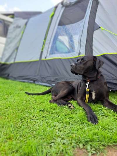 Hundetreffen-Neue Gassi-Freunde?!?!-Bild