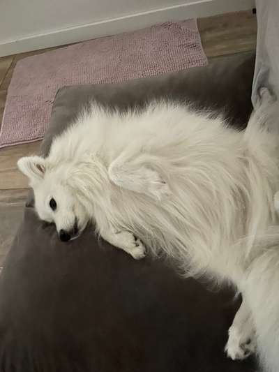 Japan-Spitz-Beitrag-Bild