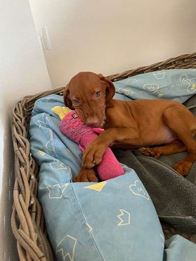 Hundetreffen-Welpenspaziergang-Bild