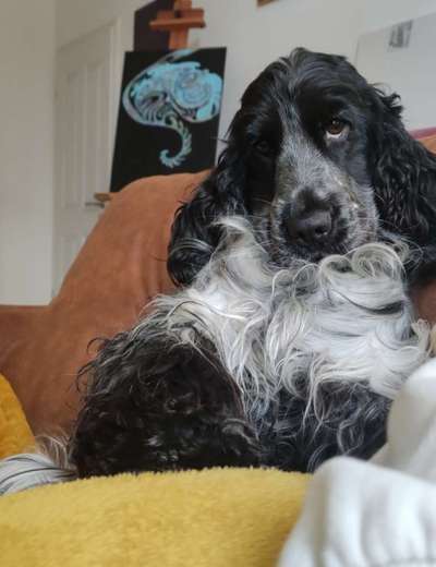 Dogorama Photo Challenge - Hundeblick zum hinschmelzen-Beitrag-Bild