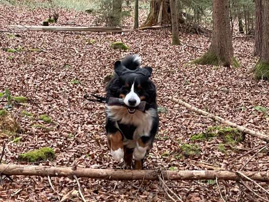 Berner Sennen-Beitrag-Bild