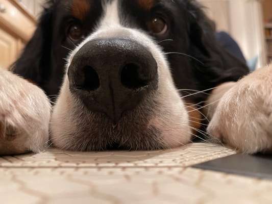 Postet das beste Foto von euren 4 beinern-Beitrag-Bild