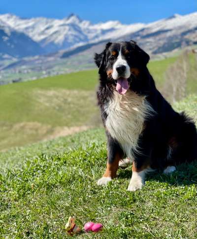 Berner Sennen-Beitrag-Bild