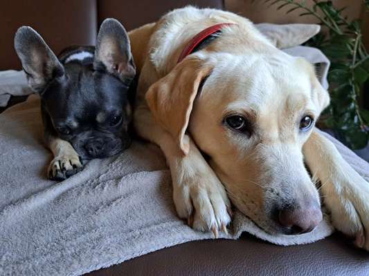 Französische Bulldoggen-Beitrag-Bild