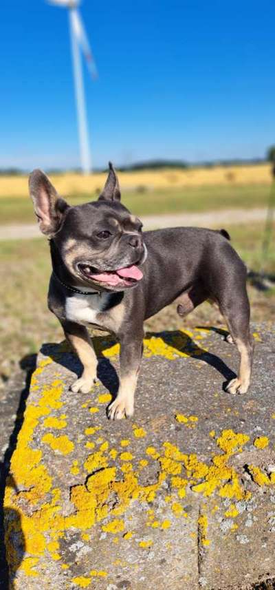 Französische Bulldoggen-Beitrag-Bild