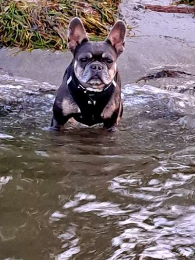 Französische Bulldoggen-Beitrag-Bild