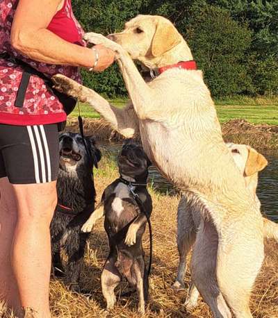 Französische Bulldoggen-Beitrag-Bild