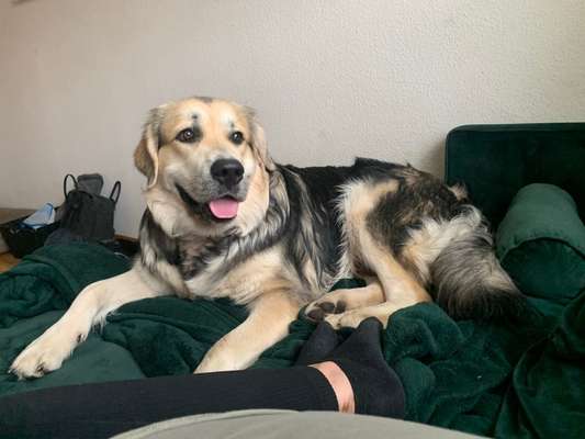 Mischlingshunde Foto Aufruf-Beitrag-Bild