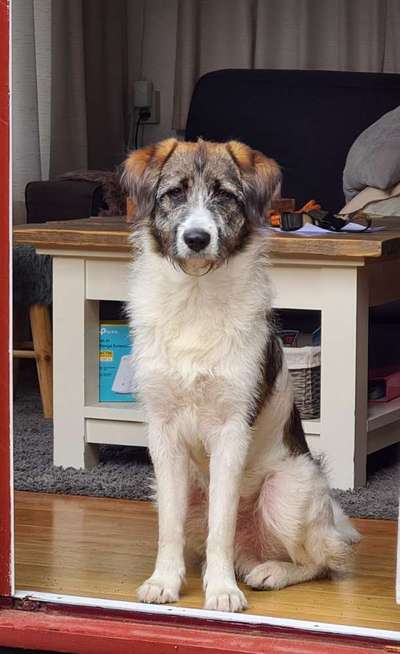 Angstentwicklung durch Hormonchip?-Beitrag-Bild