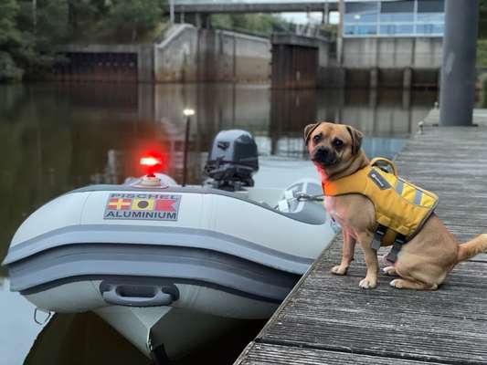 Dogorama Photo Challenge - Die besten Hundebuddys-Beitrag-Bild