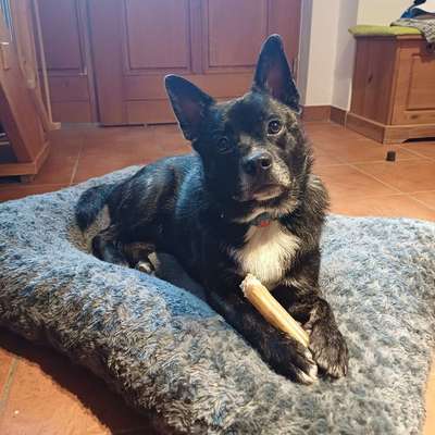 Hundetreffen-Training, Gassi gehen-Bild