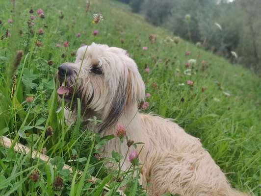 Hundetreffen-Neue Kontakte für aktive Hündin-Bild