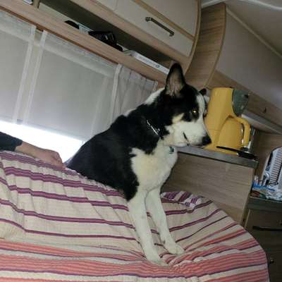 Hundetreffen-Treffen um Hundebegegnungen zu üben-Bild