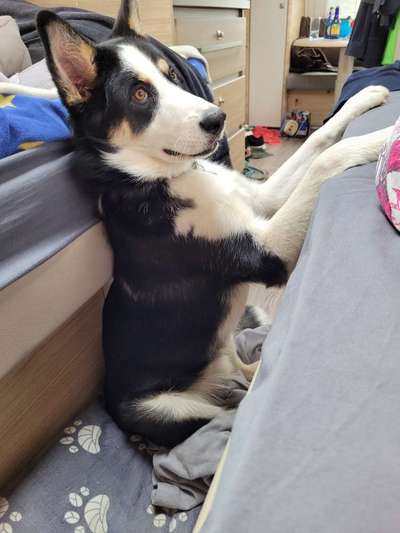 Hundetreffen-Junghund und Erwachsenen Treffen zum Gassi gehen, spielen und lernen-Bild