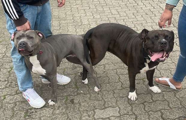 Zeigt her eure Kolosse!-Beitrag-Bild